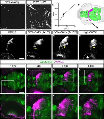 Structural Neural Connectivity Analysis in Zebrafish With Restricted Anterograde Transneuronal Viral Labeling and Quantitative Brain Mapping